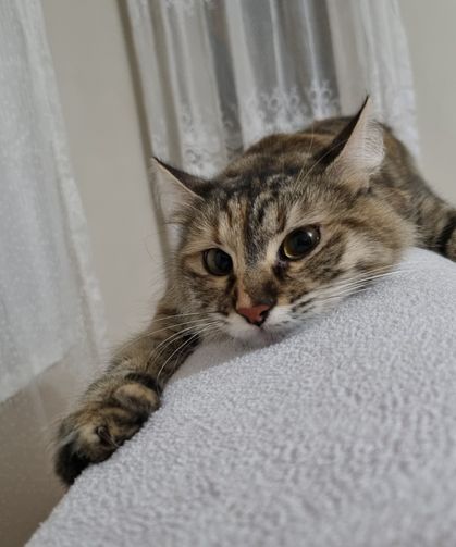 THY Uçağında Kaybolan Kediden 75 Gündür Haber Yok