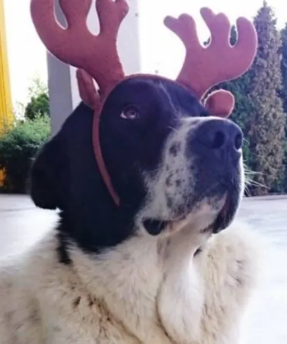 Ankara Metrosunda Köpek Matmazel’in Ölümüyle İlgili Soruşturma