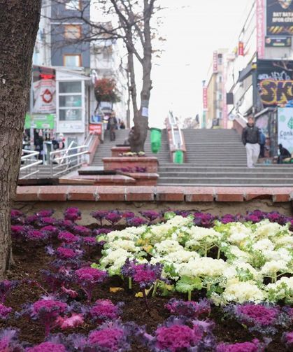 Çansera'dan Kızılay'a Renkli Kış Çiçekleri