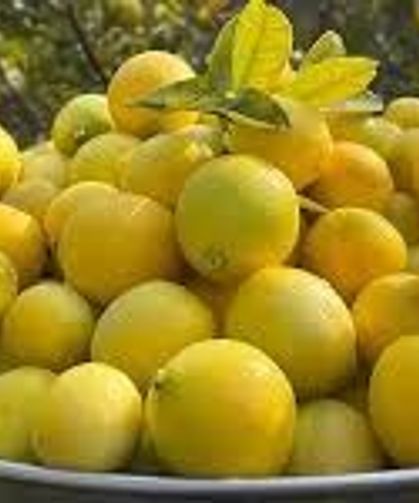 Limon İthalatında Gümrük Vergisi Geçici Olarak Düşürüldü