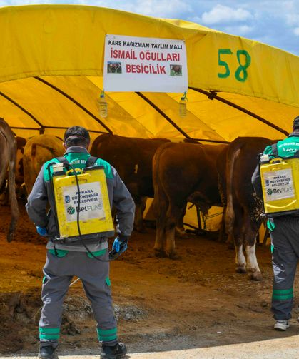 ABB Kurban Satış Alanlarında Denetim ve İlaçlama Yapıyor