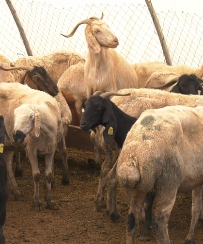 Kurban Kesimi Esnasında En Az 13 Bin 513 Kişi Yaralandı