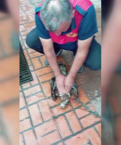 Martıların Saldırısına Uğrayan Atmacaya Kalp Masajı
