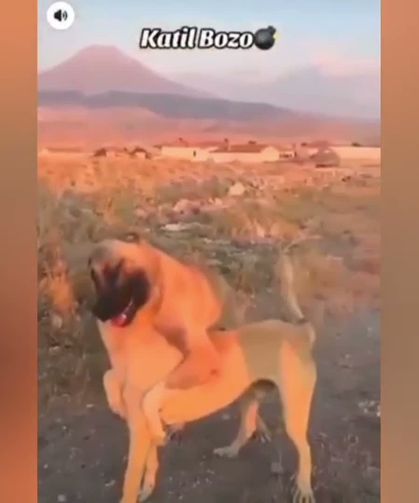 Köpek Dövüşü Yaptıran 3 Kişi Gözaltına Alındı