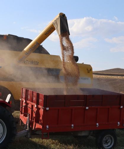 Pursaklar'da Nohut Hasadı Başladı