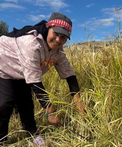 Kızılcahamam Çeltikçi Pirincinde İkinci Hasat Başladı
