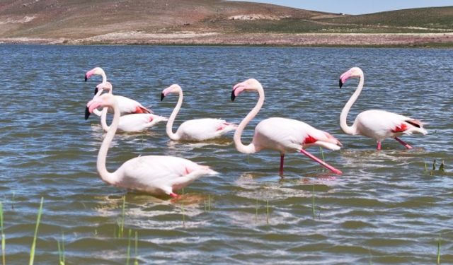 Gölbaşı, Flamingoları Misafir Ediyor
