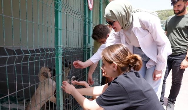 Çankaya'da Öğrenciler, Sahipsiz Sokak Hayvanları Barınağını Ziyaret Etti