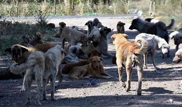 Başıboş Köpekler Sokakta Oynayan Kız Çocuğuna Saldırdı