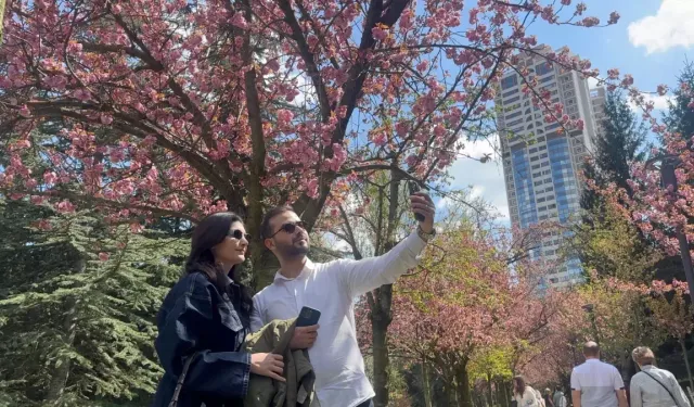 Dikmen Vadisi'nde Sakura Zamanı