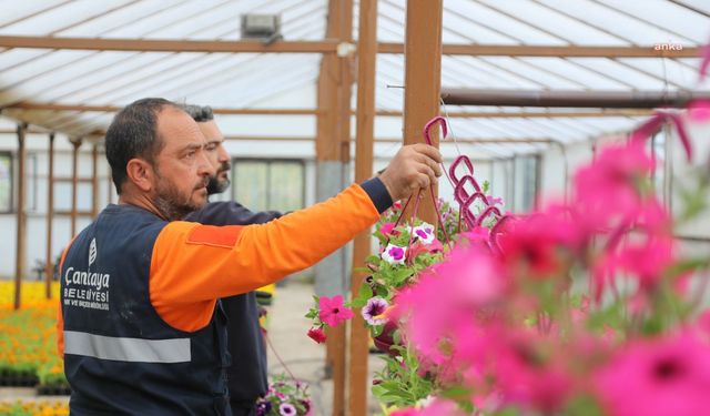 Çansera'ya Bahar Geldi, Çiçekler Açtı