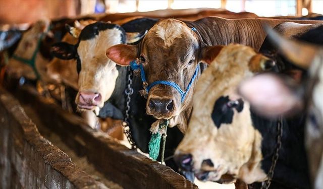Kurbanlık Fiyatı Geçen Yıla Göre Yüzde 35 Arttı