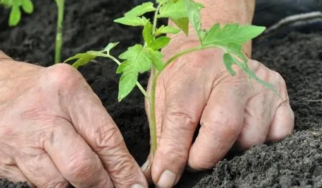 Alzheimer Hastalığına Karşı 'Bahçe' Önerisi