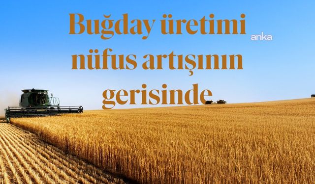 Buğday Ekilen Tarım Arazileri 1 milyon Hektar azaldı