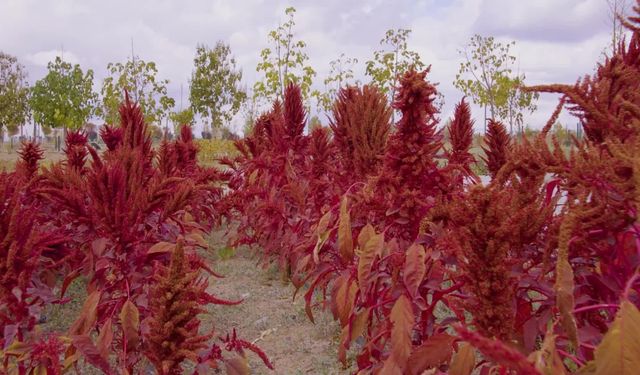 ABB'nin "Tıbbi Aromatik Bitki Yetiştiriciliği Kursu” Sona Erdi