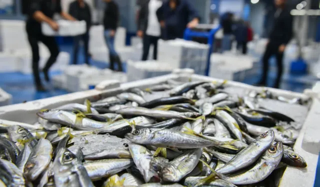 Ankara Büyükşehir Belediyesi'nden Balık Halinde Denetim