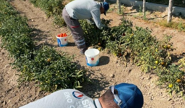 Sincan'da Organik Ürünler İhtiyaç Sahipleri İçin Yetiştiriliyor