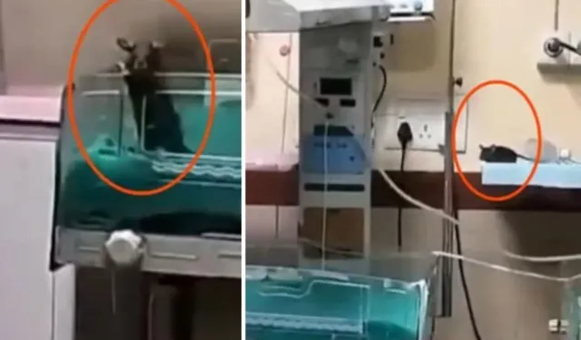 Yenidoğan Ünitesinde Fare: İki bebek Can Verdi