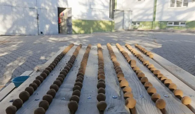 Beypazarı'nda 20 Bin Tohum Topu Üretildi