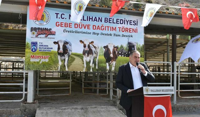 Nallıhan Belediyesi'nden Çiftçilere Gebe Düve Desteği
