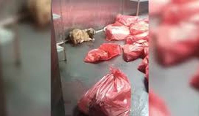 ABB'ye Ait Barınakta Köpek Katliamı İddiasına Açıklama