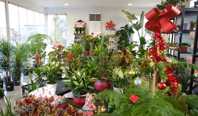 Ankara Büyükşehir Belediyesi Bitki Evlerinde Yeni Yılın Renkleri Vatandaşlarla Buluşuyor