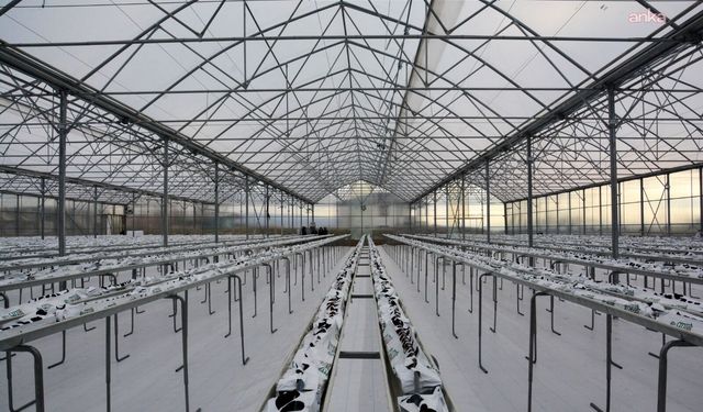 Kahramankazan'da Termal Sera İle Verimli Üretim Başlıyor
