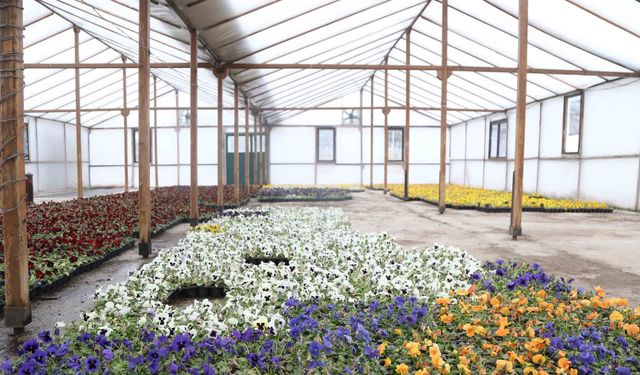 Çankaya Belediyesi'nden Su Kaynaklarına Duyarlı Çiçek Üretimi