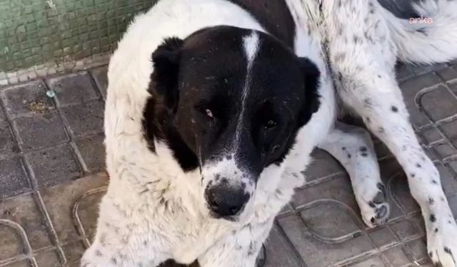 Ankara’da Matmazel Adlı Köpeği Darbedenlerin İş Akitleri Feshedildi
