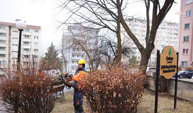 Çankaya’da Budama Çalışmaları Hızlandı