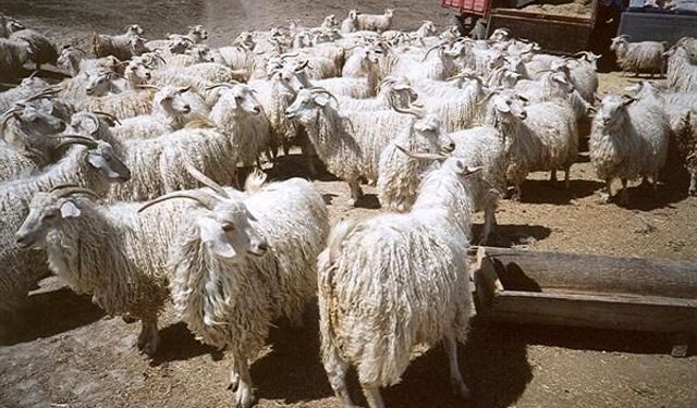 Ankara Keçileri Kış Bakımında