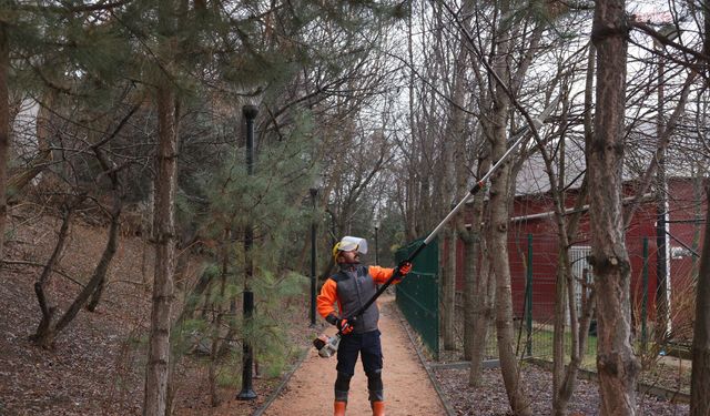 Çankaya’da Budama Çalışmaları, Bahar Ayları Öncesi Hız Kazandı