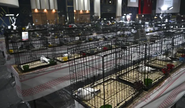 24. Uluslararası Şebap Güvercin Festivali Düzenlendi