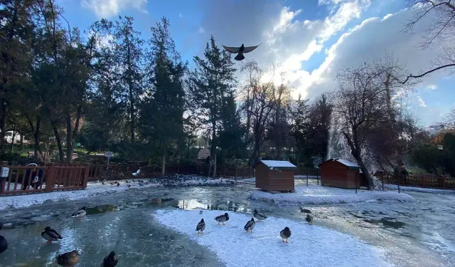 Ankara'nın Simgesi Kuğulu Park'taki Havuz Buz Tuttu