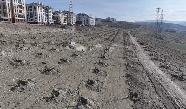 Sincan Saraycık Mahallesi Yeşilleniyor