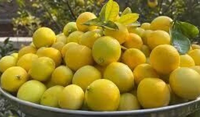 Limon İthalatında Gümrük Vergisi Geçici Olarak Düşürüldü