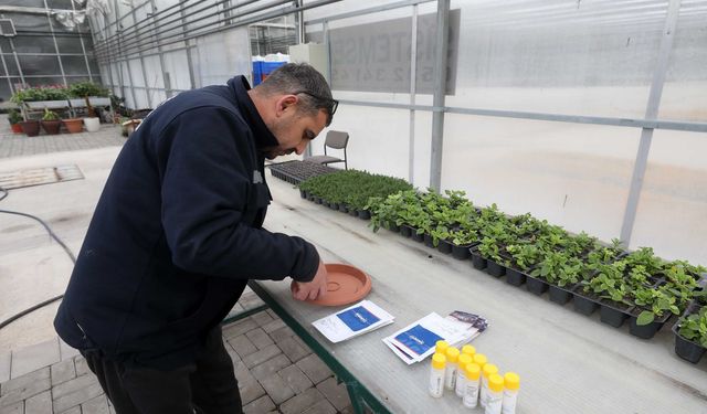 Yenimahalle Belediyesi’nden Çevreci Çiçek Üretim Modeli