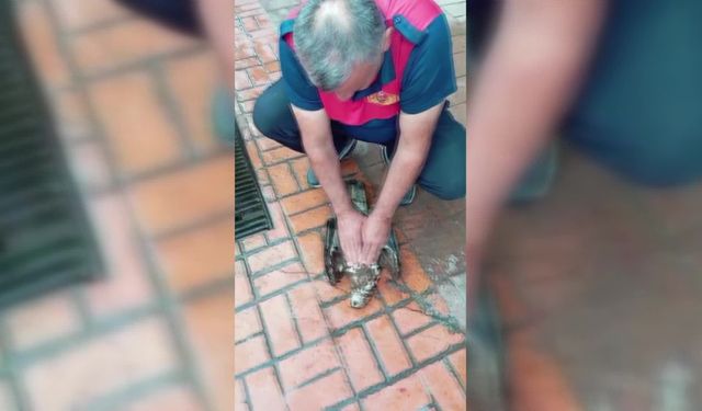 Martıların Saldırısına Uğrayan Atmacaya Kalp Masajı