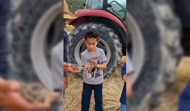 Sinoplu Çiftçi, Tarlada Ekin Biçerken Bulduğu 3 Yavru Tavşanı Doğaya Bıraktı