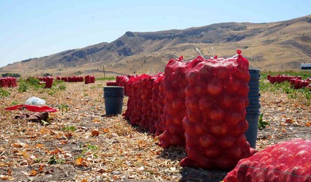 Sofraların Vazgeçilmezi Polatlı'da Soğan Hasadı Başladı