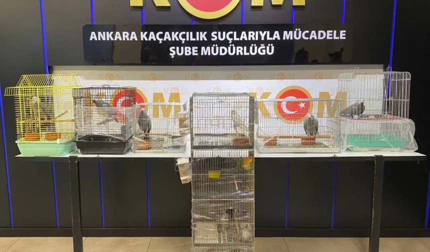 Ankara'da Hayvan Kaçakçılığı Operasyonu: 12 Papağan Ele Geçirildi