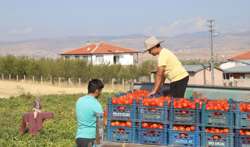 Ankara'nın Çubuk İlçesinde Domates Hasadı Sürüyor