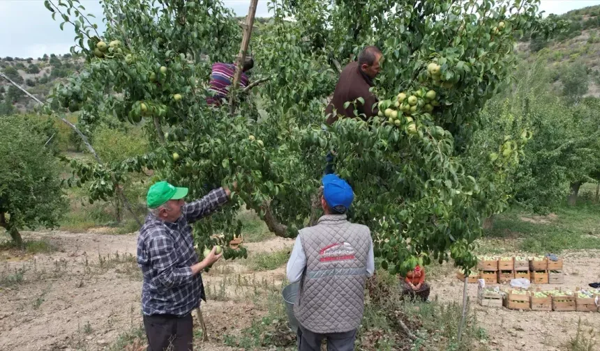 Çubuk'ta Kış Armutu Hasadı Başladı