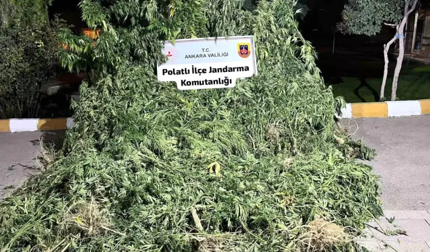 Polatlı'da 240 Kök Kenevir Ele Geçirildi