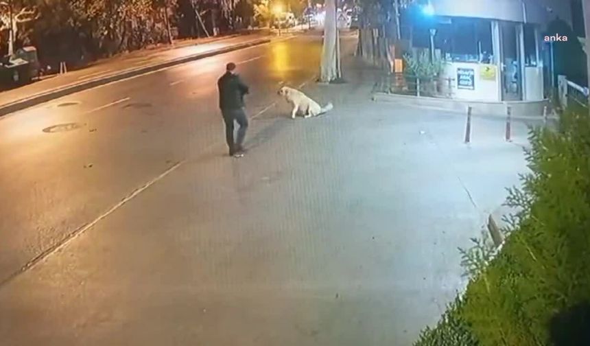 Köpeğe Silah Doğrultan Şüphelinin 9 Ayrı Suçtan Kaydı Çıktı