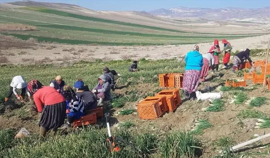 Beypazarı'nda Yeşil Soğan Hasadı Sürüyor
