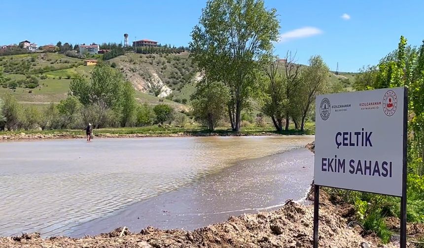 Kızılcahamam’da “Çeltikçi Pirinci” Yeniden Toprakla Buluştu