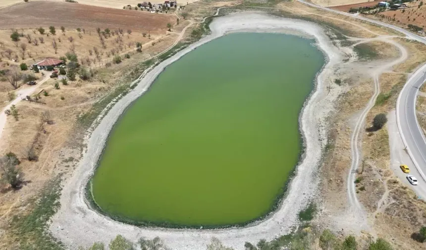 Çubuk'taki Kızılca Göleti'nde Balık Ölümleri