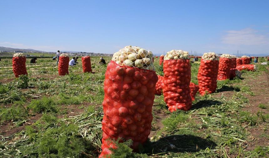 Evren'de Kışlık Soğan Hasadı Başladı