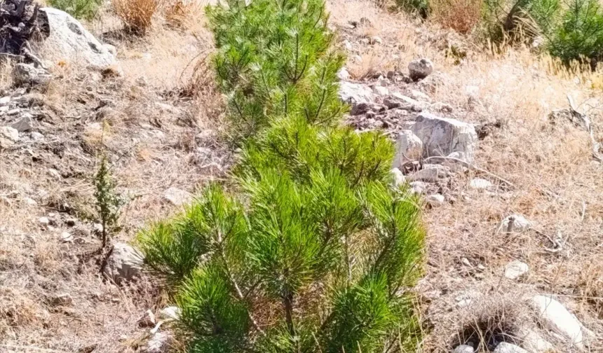 Nallıhan'da 2 Milyon Fidan Dikimi